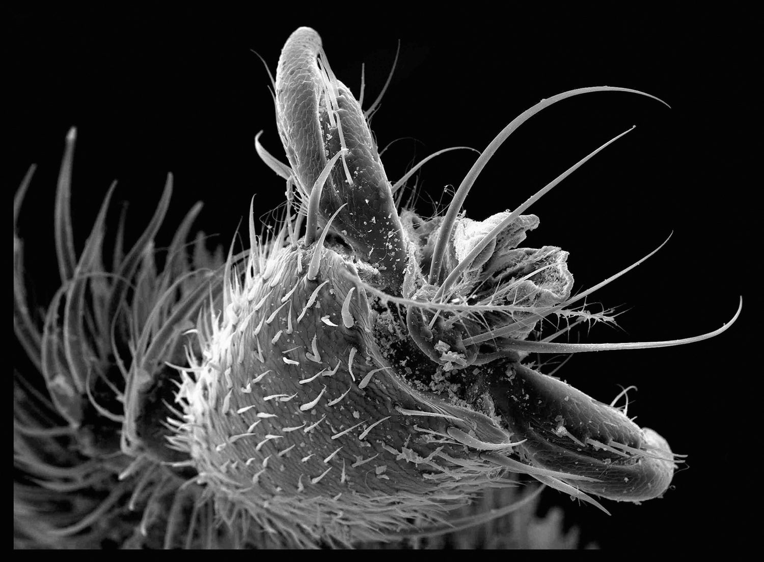 Huisstofmijt onder microscoop en toepassing van MiteMaster® MX6 als oplossing